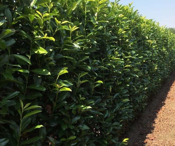 Groenblijvendehaaglaurier • Gras en Groen Winkel